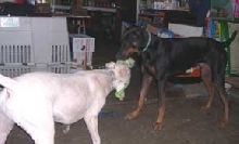 Playdate