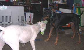 Playdate