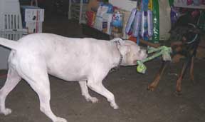 Playdate