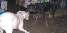 Playdate