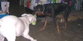 Playdate