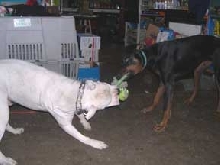 Playdate