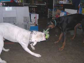 Playdate
