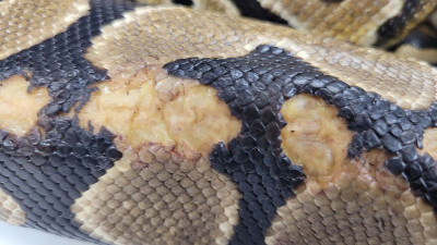 Holyfield - Rescue ball python at Small Scale Reptile Rescue