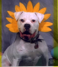Brutus' Easter Pics