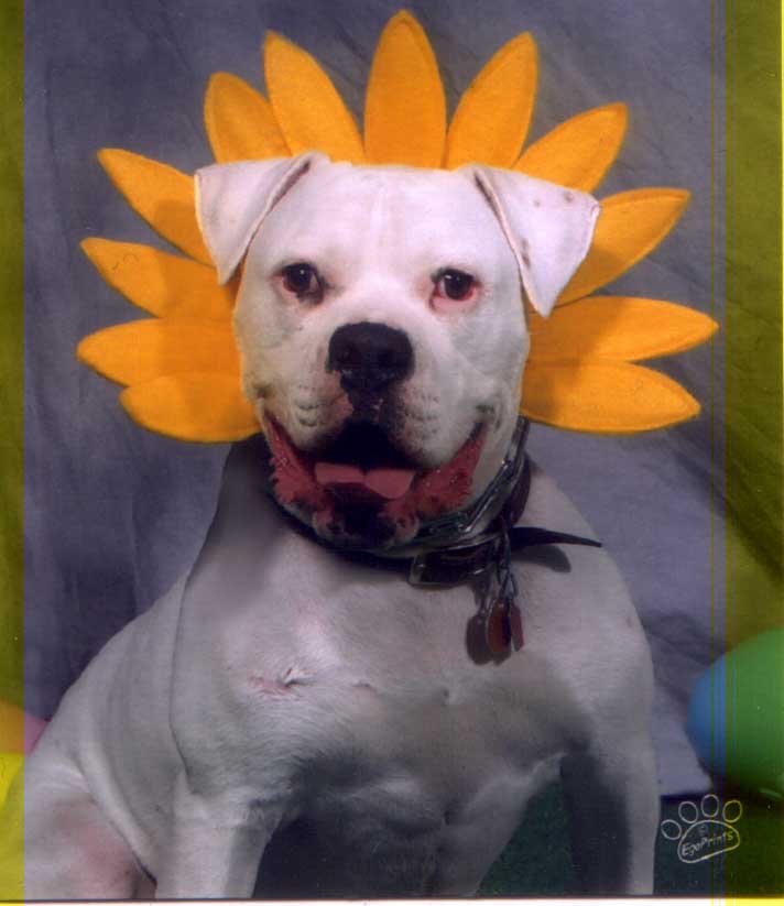 Brutus' Easter Pics