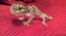 Ed