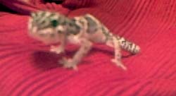 Ed