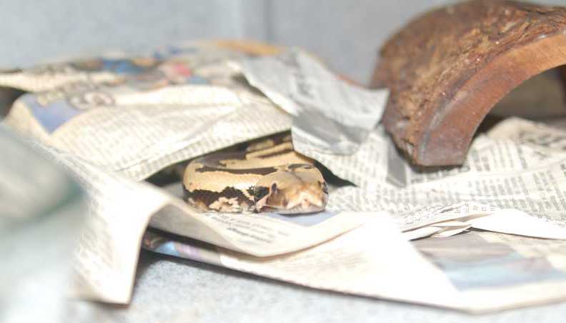 layering newspaper eva lee