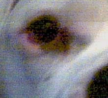 Brutus Eye