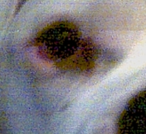 Brutus Eye