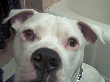 Brutus Eye