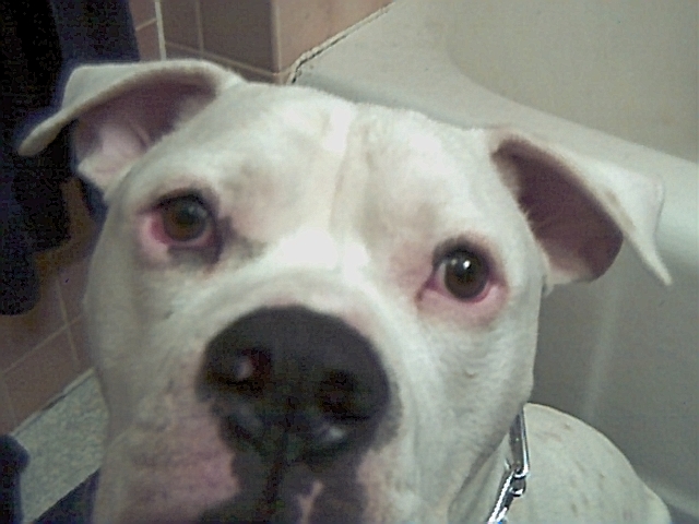 Brutus Eye