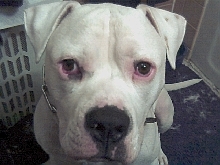 brutus eye