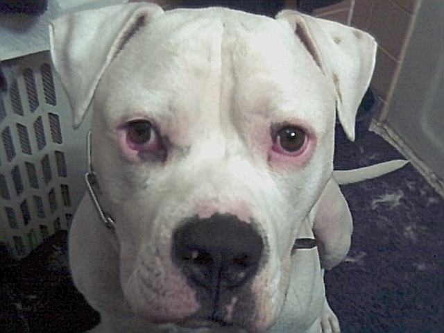 brutus eye