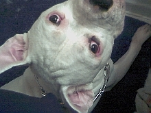 Brutus Eye