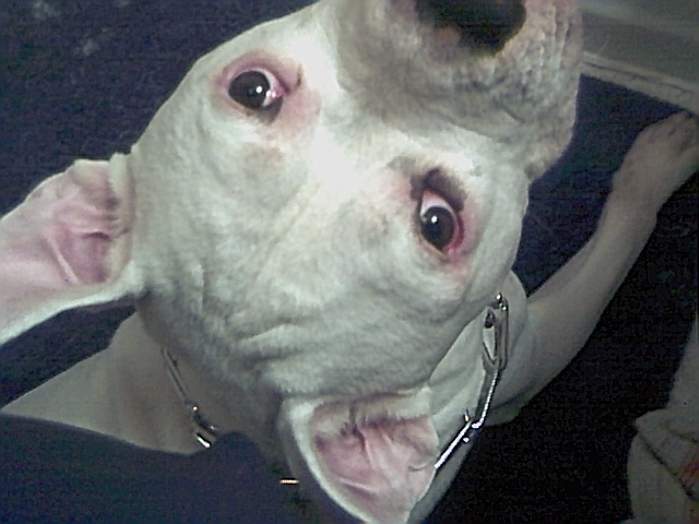 Brutus Eye