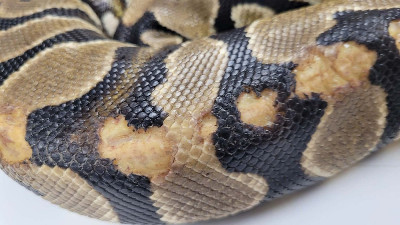 Holyfield - Rescue ball python at Small Scale Reptile Rescue