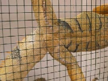 Male Iguana Femoral Pores