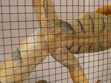 Male Iguana Femoral Pores