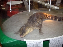 Reptile Fest 2010