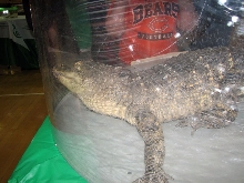 Reptile Fest 2010