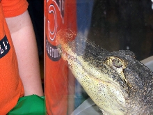 Reptile Fest 2010