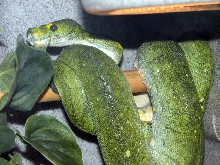 Reptile Fest 2010
