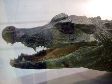 Reptile Fest 2010