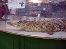 Reptile Fest 2010