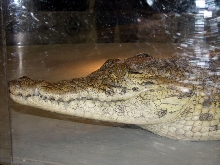 Reptile Fest 2010