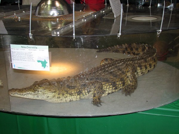 Reptile Fest 2010