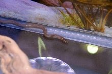 Reptile Fest 2010
