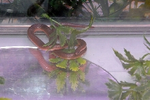 Reptile Fest 2010