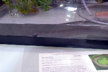 Reptile Fest 2010