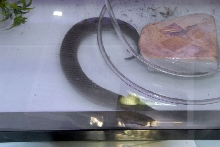 Reptile Fest 2010