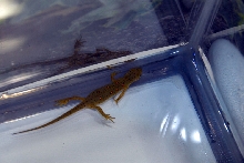 Reptile Fest 2010