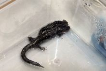 Reptile Fest 2010