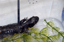 Reptile Fest 2010