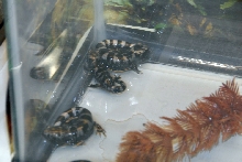 Reptile Fest 2010
