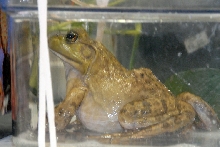 Reptile Fest 2010
