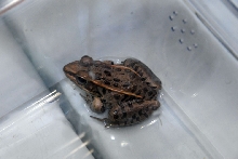 Reptile Fest 2010