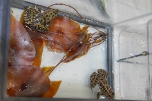 Reptile Fest 2010