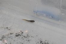 Reptile Fest 2010