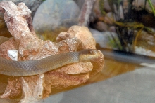 Reptile Fest 2010
