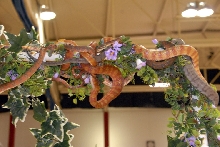 Reptile Fest 2010