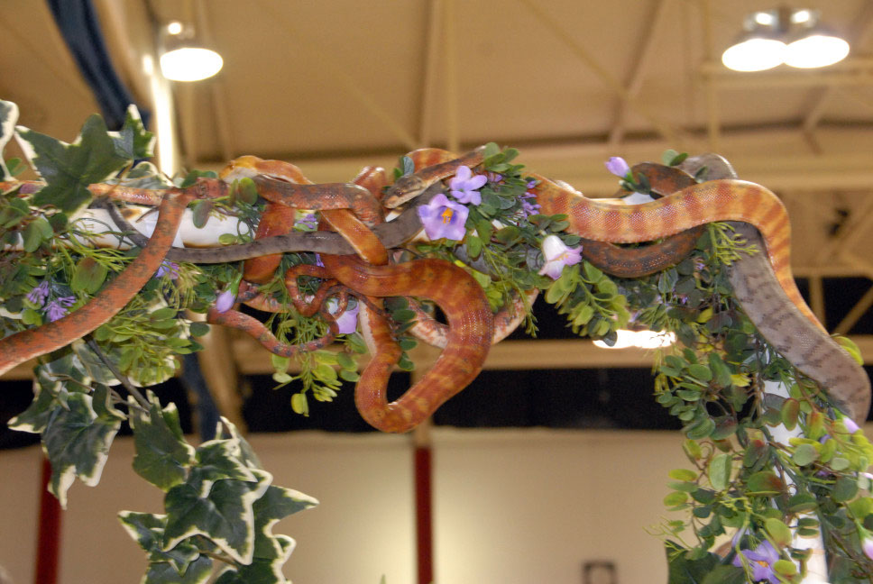 Reptile Fest 2010