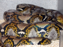 Reptile Fest 2010