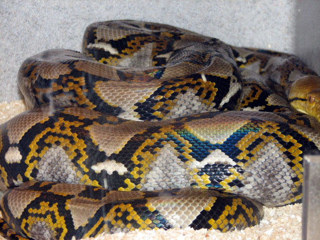 Reptile Fest 2010