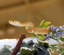 Reptile Fest 2010